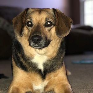 Meet your Posher, Josh